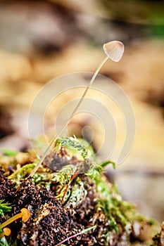 Little mushroom Mycena filopes