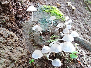 Little mushroom in raining season very beautifull