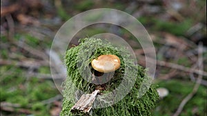 little mushroom on a tree trunk in the forest