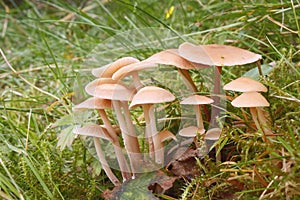 Little mushrooms in grass