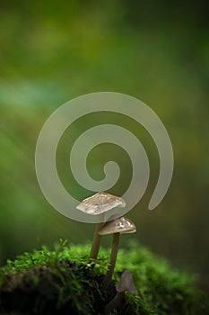 Little mushrooms on an old rusty fallen rotten mossy tree