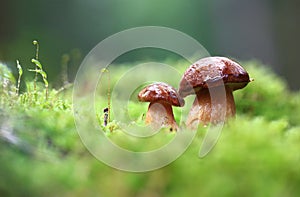 Little mushrooms after rain.