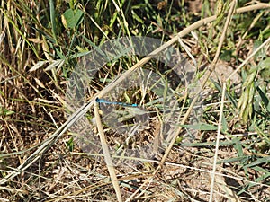 Little mythological being of celestial blue color with black stripes hugging a reed, lake of ivars and vila sana, lerida, spain, e