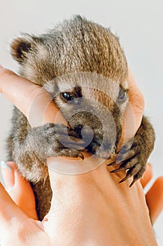 Little Nasua in the arms of a zoo worker after feeding. Light background
