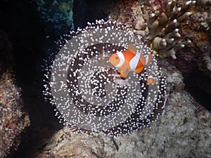 Little nemo swimming with baby