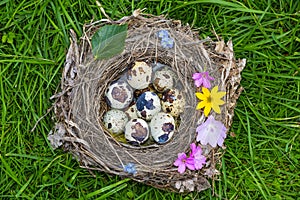 A little nest with eggs