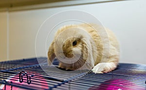 A little netherland dwarf rabbit