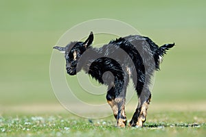 Little new born baby goat on field