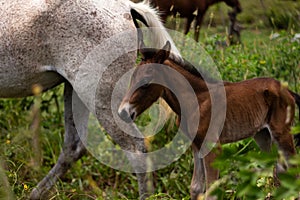 Little newborn baby horse with his mother. Large mammalian animal