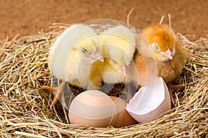 Pequeno bebé recién nacido gallinas en nido huevos caparazón 