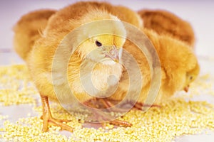 Little newborn chickens. Yellow chickens eat millet