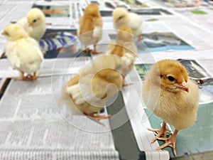 Little newborn chicks