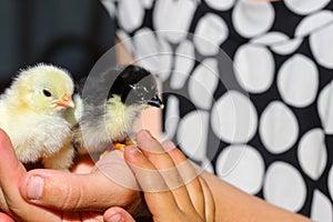 Little newborn fluffy chicks in a woman`s palm - close up. Countryside, agriculture.