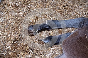 Little newborn foal lying in the stable,close-up of the legs of a foal sleeping in the straw