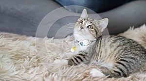 Little newborn gray kitten are lying on soft carpet and looing up. Cute funny home pets