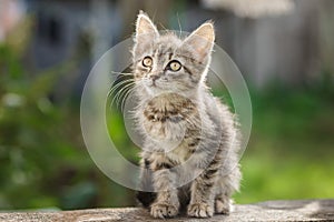 Little newborn gray kitten are waiting for the cat. Cute funny home pets. Close up domestic animal. Kitten at three weeks old of