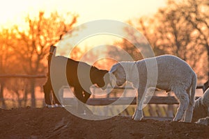 Little newborn lamb and fawn in springtime in sunset light