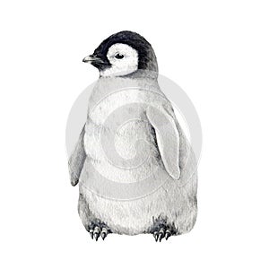 Little newborn penguin watercolor illustration. Hand drawn realistic emperor penguin cute fluffy nestling. Aptenodytes