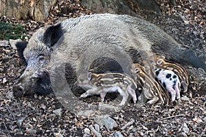 Little newborn piglets lying on their side nursing from their big pig mother