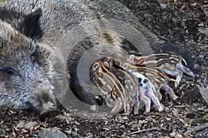 Little newborn piglets lying on their side nursing from their big pig mother