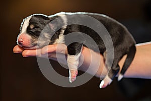 Little newborn puppy sleeping on his arm. one week