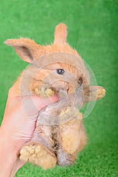 Pequeno bebé recién nacido conejo 