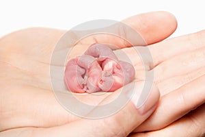 Little newborn rats sleep in human hands