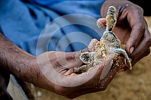 A little newborn turtle is lying on black human hand in the Sea Turtles Conservation Research Project in Bentota, Sri Lanka, save