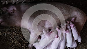 Little nimble piglets are eating milk from a sow while lying in a cage on a pig farm.