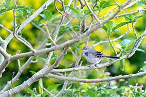 Little Northern Mockingbird standing on a tree branch