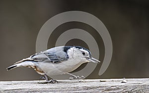 Little Nuthatch feeds on a Sunflower Seed.