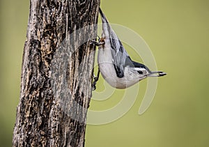 Little Nuthatch hangs from a tree with a seed in his beak.