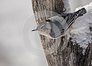 Little Nuthatch hangs upside down from a tree.