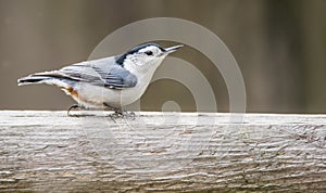 Little Nuthatch sits near the birdfeeder.