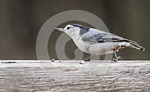 Little Nuthatch sits waiting for food.