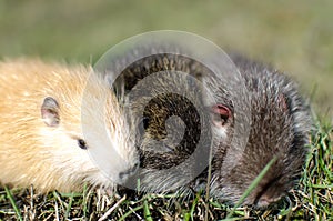 Little nutria bask in the sun