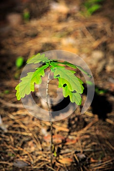 Little oak sprout