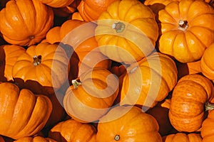 Little october pumpkins on a farmer market