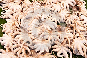 Little octopus on a banana leaf at the seafood counter