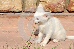 Little odd-eyed van cat eating grass