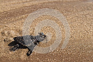 Little olive ridley turtle crawls on the sand of the sea