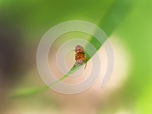 Little Orange Beetles are Breeding