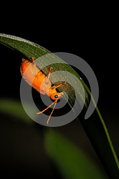 Little orange bug with antennas on green leaf