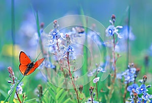 little orange butterfly sits on a summer meadow with lush green grass and bright blue flowers