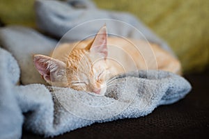 Little orange cat on the top of a couch