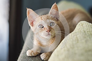 Little orange cat on the top of a couch