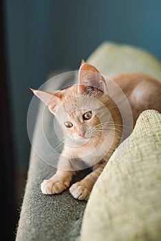 Little orange cat on the top of a couch