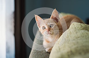 Little orange cat on the top of a couch