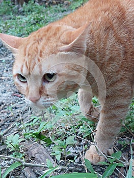 The little orange cat was making intimidating noises, the fur was preparing to fight.