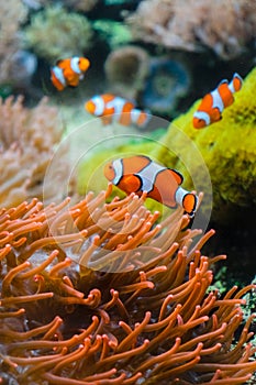 Little orange clown fish on a background of corals. Clown fish swim between colored corals in an aquarium with salt water